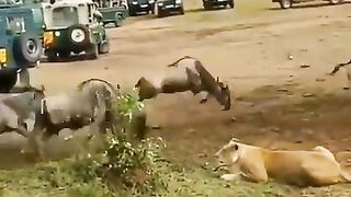 Male Lion has had Enough of this Waiting to Eat Crap...He shows Lioness how it's Done
