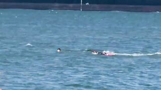 Windsurfer crashing into whale in SF Bay