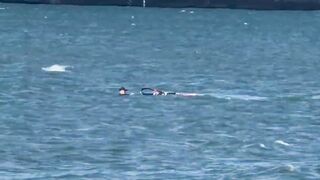 Windsurfer crashing into whale in SF Bay