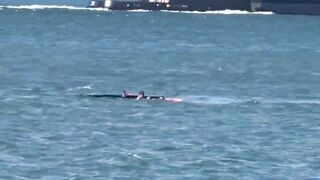 Windsurfer crashing into whale in SF Bay