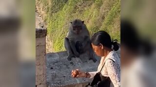 Check It: Monkeys in Bali are Smarter than Half the Human Population