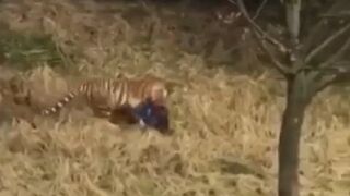 Man being Eaten Alive by Tiger as onlookers Fire Shots at the Beast