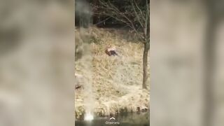 Man being Eaten Alive by Tiger as onlookers Fire Shots at the Beast