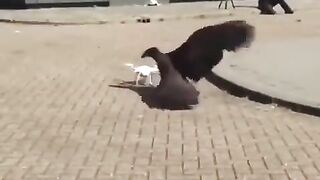 Highly Trained Eagle Neutralizes Drones...
