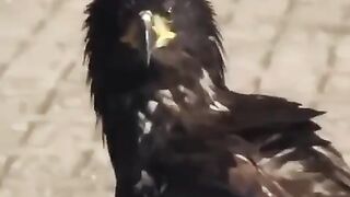 Highly Trained Eagle Neutralizes Drones...