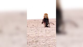 Butchering Male Lion walks Away with only the Zebra's Head...