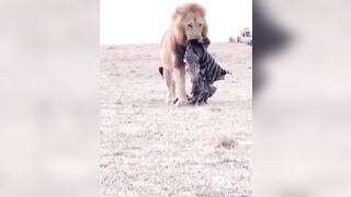 Butchering Male Lion walks Away with only the Zebra's Head...