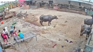 A single dog attacked and bit multiple youths in under 30 seconds