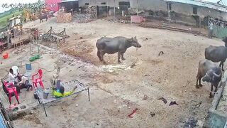 A single dog attacked and bit multiple youths in under 30 seconds