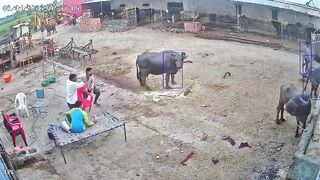 A single dog attacked and bit multiple youths in under 30 seconds