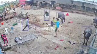 A single dog attacked and bit multiple youths in under 30 seconds