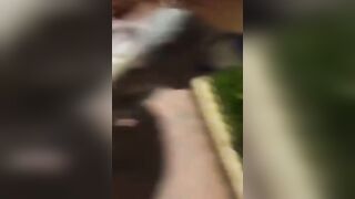 Dog Abuser Brutally Pulled back and forth on a Collar. What is your opinion on this?