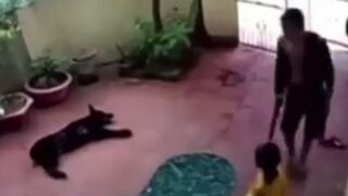 Super Dog Plays Dead to Protect Little Girl Owner...this is Awesome