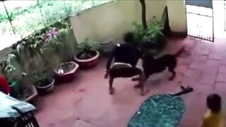 Super Dog Plays Dead to Protect Little Girl Owner...this is Awesome