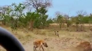 Epic Feud will Never End...Male Lion wants Entire Pack of Hyenas Food, Who Will Win?