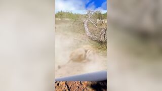 Epic Feud will Never End...Male Lion wants Entire Pack of Hyenas Food, Who Will Win?