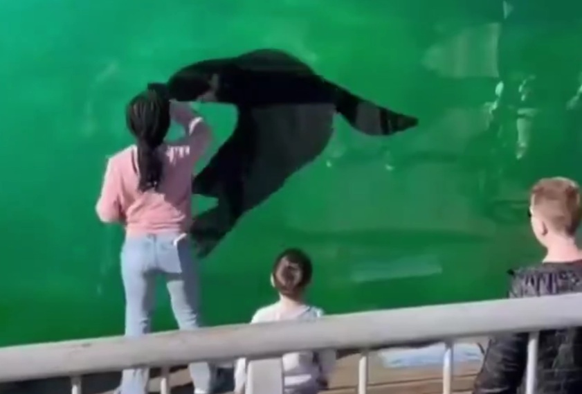 Little Black girl taps into her magic /& guides a seal into performing tricks for her! Girl and Sea Lion Share Magical Dance at Aquarium