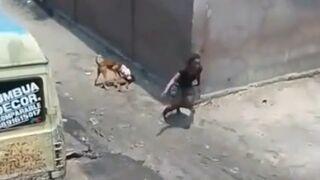 Pitbull Attacks Child and Quickly Finds Out