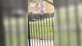 Woman Attacked by 3 Dogs as Owner tries to Help