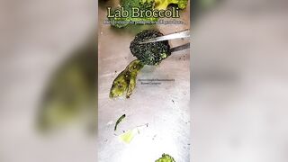 YO! Lab Created Broccoli Comes to Life!!