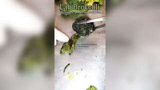 YO! Lab Created Broccoli Comes to Life!!