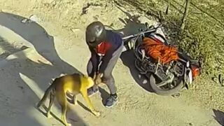 Motorcyclist Attacked By Stray Dog In India