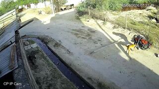 Motorcyclist Attacked By Stray Dog In India