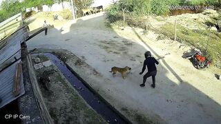 Motorcyclist Attacked By Stray Dog In India