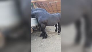 Is this a Horse or a Rhinoceros? What kind of Steroids did they Use, I want Some