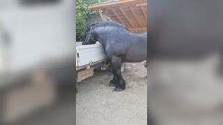 Is this a Horse or a Rhinoceros? What kind of Steroids did they Use, I want Some