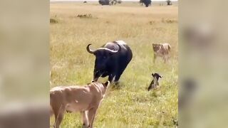 Mom of the Year tries Desperately to Protect her Calf from Entire Pack of Lions (Hard to Watch)