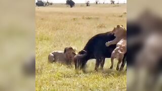 Mom of the Year tries Desperately to Protect her Calf from Entire Pack of Lions (Hard to Watch)