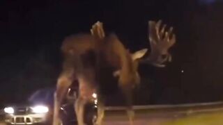 Ok! Is this a Moose or a Dinosaur? One of the largest moose ever seen in Alaska