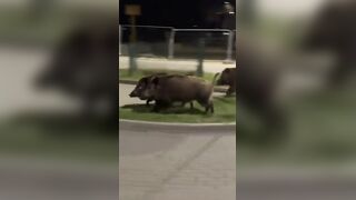 Robot Chasing Wild Boars