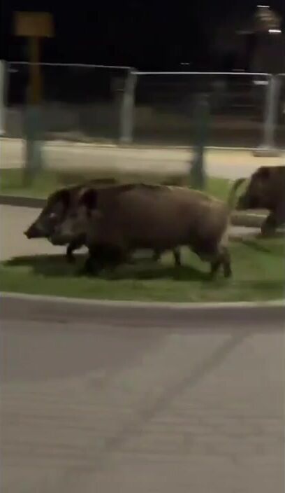 Robot Chasing Wild Boars