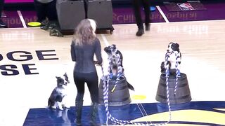 3 Talented Dogs One Pretty Lady equals a Great Video