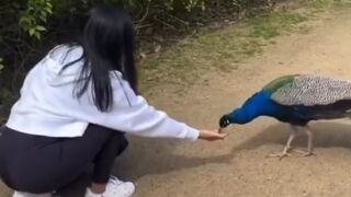 Cool: This lady offered the peacock food… and it said thanks in a spectacular way