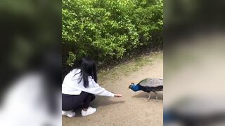 Cool: This lady offered the peacock food… and it said thanks in a spectacular way