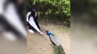Cool: This lady offered the peacock food… and it said thanks in a spectacular way