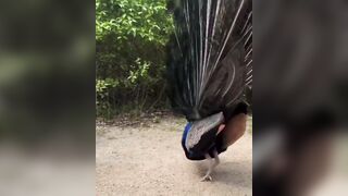 Cool: This lady offered the peacock food… and it said thanks in a spectacular way