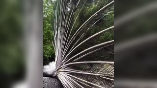 Cool: This lady offered the peacock food… and it said thanks in a spectacular way