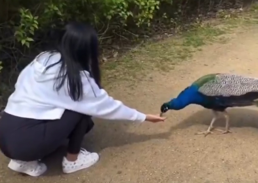 Cool: This lady offered the peacock food… and it said thanks in a spectacular way