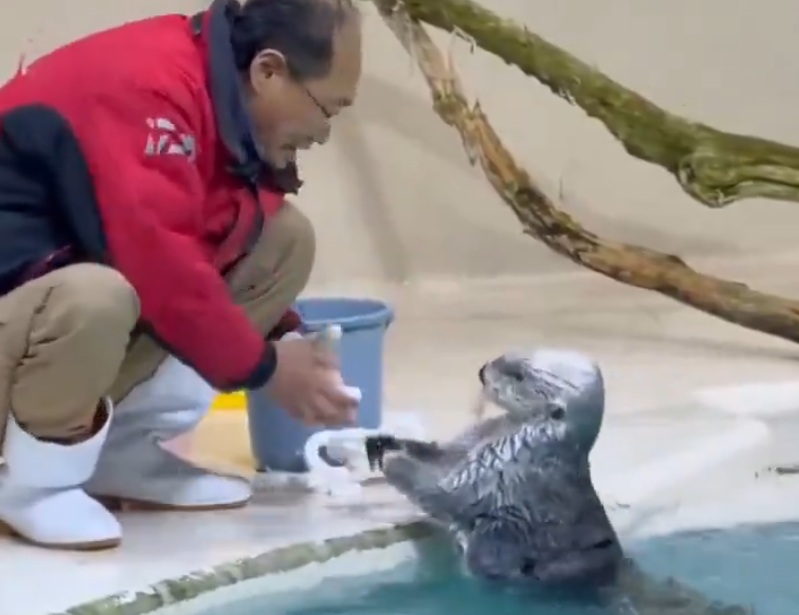 South Korea, after closing time, some clever little otter pups help their grandpa tidy up their toys. As a reward, he gives them ice cubes