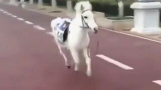 Beautiful Horse just Decides to say Fu*k You