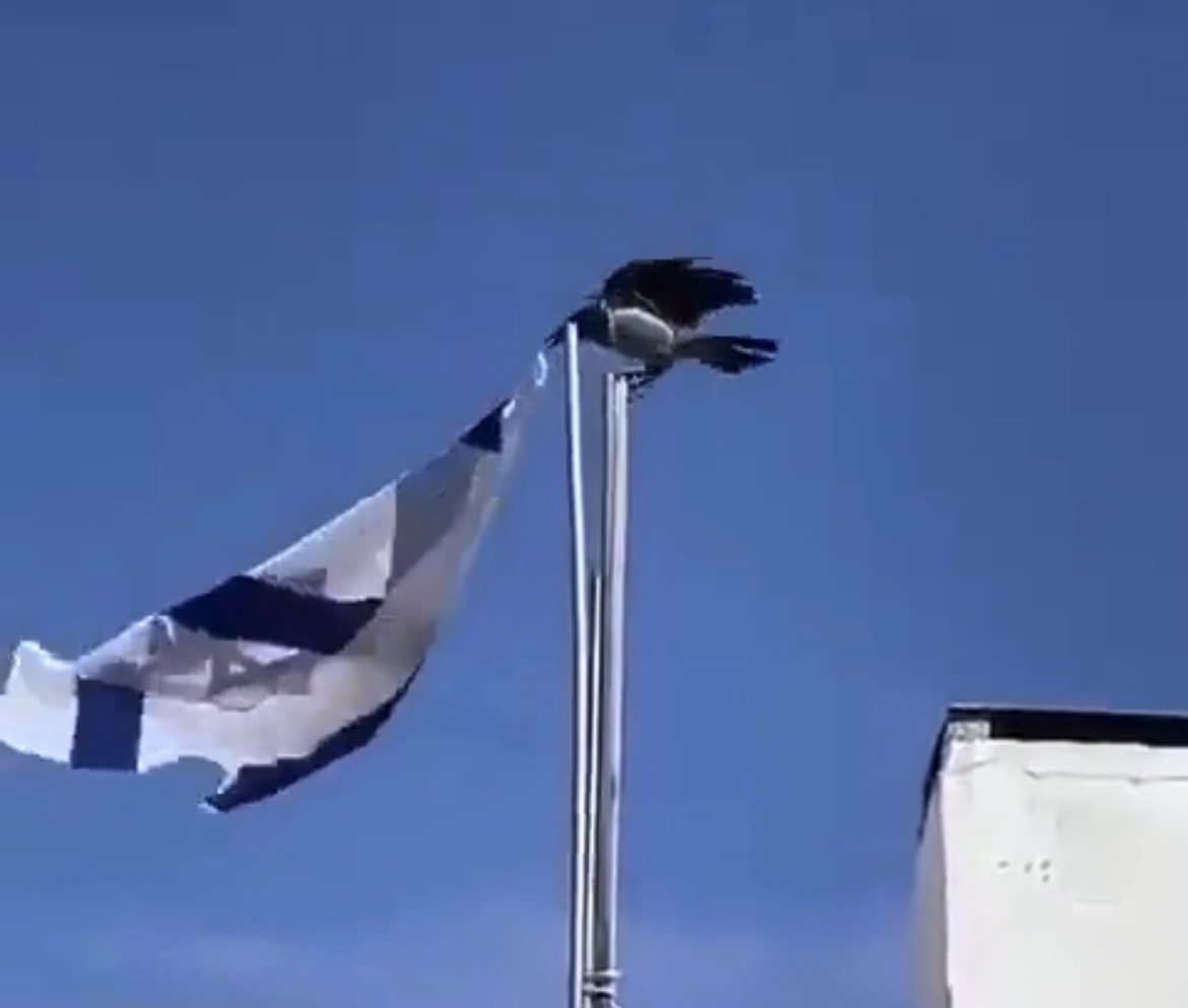 Crow takes down Israeli flag