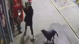 GOOD BOY: Gas Station Dog Comes to the Rescue During Attempted Robbery.