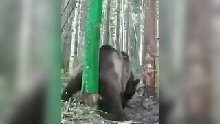 Merry Christmas to the Wild Bears..this Guy made a Scratch Post for Them