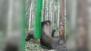 Merry Christmas to the Wild Bears..this Guy made a Scratch Post for Them