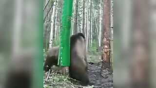 Merry Christmas to the Wild Bears..this Guy made a Scratch Post for Them