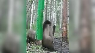 Merry Christmas to the Wild Bears..this Guy made a Scratch Post for Them